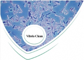 Vibro Clean