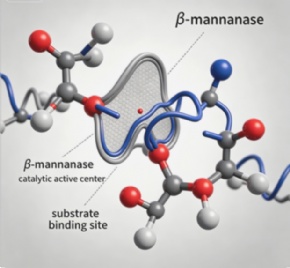NoviManna-Thermostable beta-Mannanase