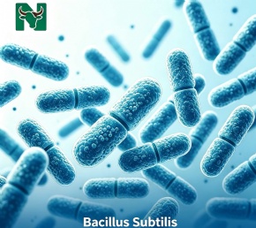 NoviSubti
